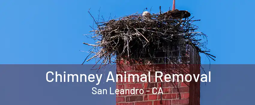 Chimney Animal Removal San Leandro - CA