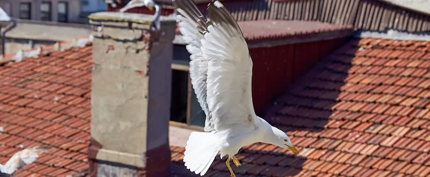 Residential Chimney Animal Removal Solution in San Leandro, CA